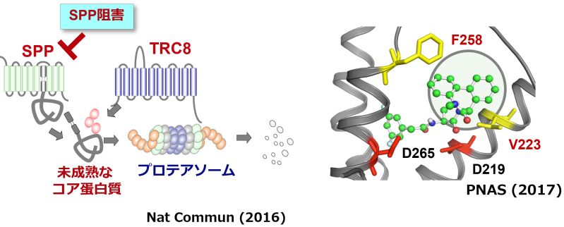 Nat Commun (2016), PNAS (2017)