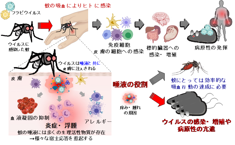 蚊の唾液を標的とした蚊媒介性感染症の新規制御戦略